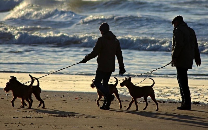 GoWalkies